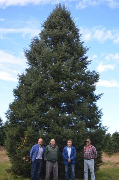Tree To Be Donated For Indiana's Lightup Celebration News Christmas tree - Tree To Be Donated For Indiana's Lightup Celebration News