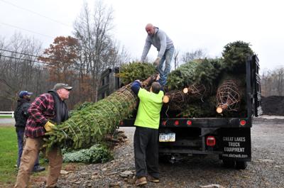 Sixty Trees Sent To Kennywood Park For Holiday Festival News Indianagazette Com