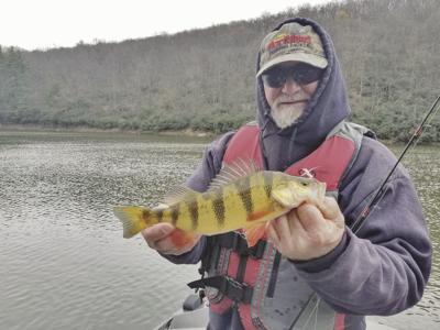 Yellow perch provide fast action, but they can be pesky