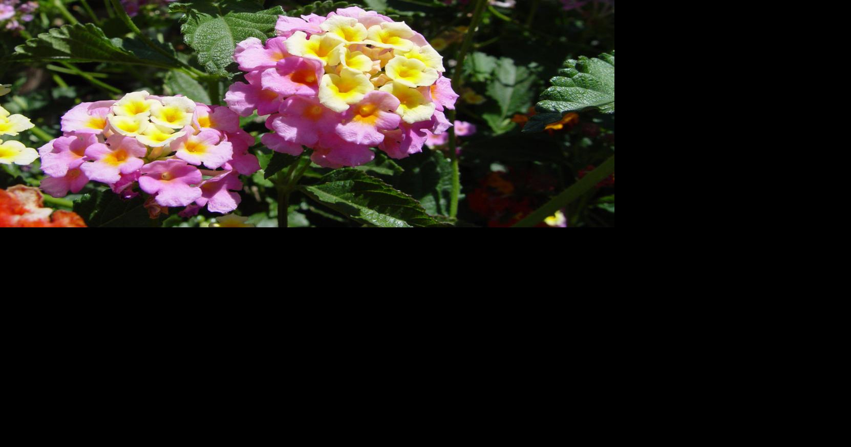 Lantana attracts hummingbirds, butterflies Leisure