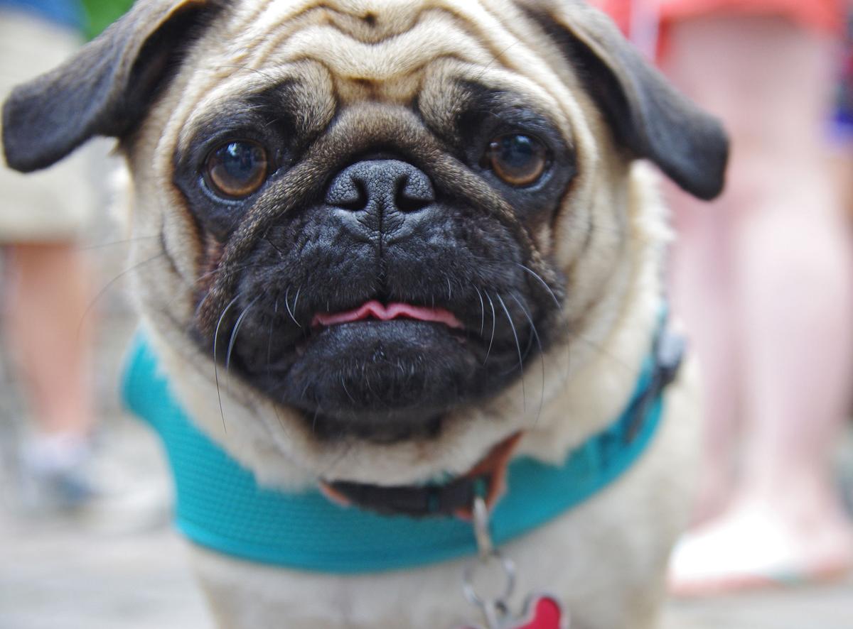 mel the pug yappy hour event benefits humane society news indianagazette mel the pug yappy hour event benefits humane society news indianagazette