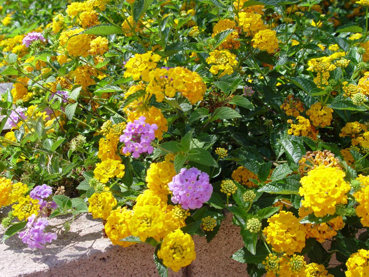 Lantana attracts hummingbirds, butterflies Leisure