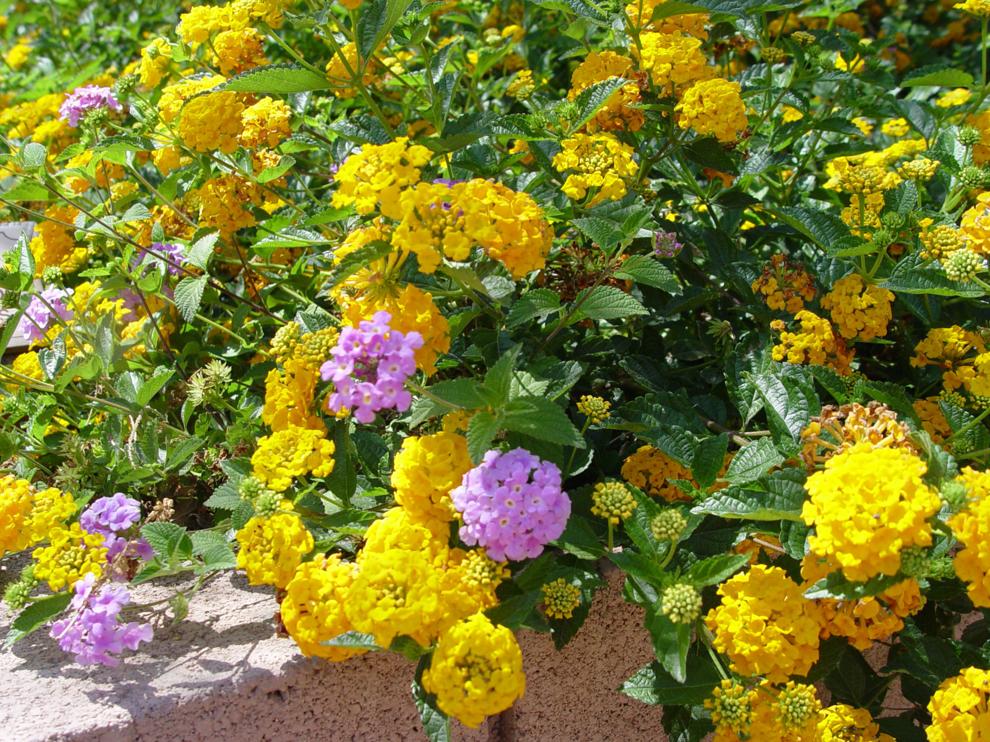 Lantana attracts hummingbirds, butterflies Leisure