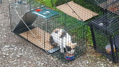 Image result for feral cat in trap