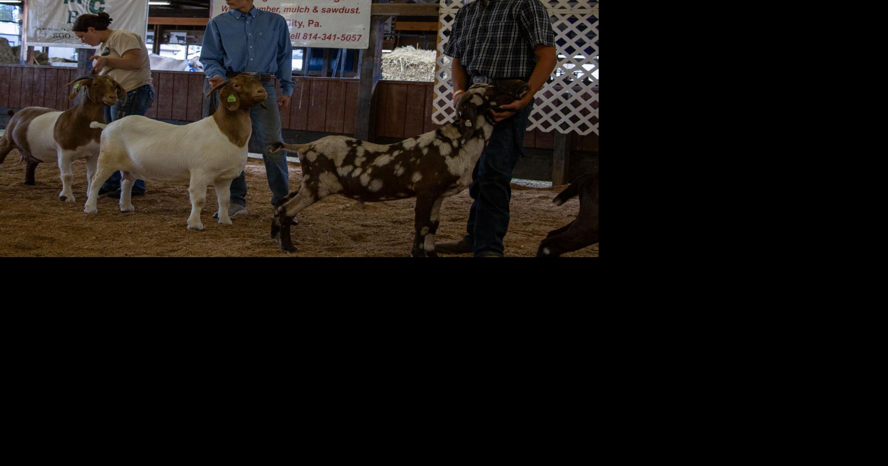 Indiana County Fair holds open, breeding goat show | News ...