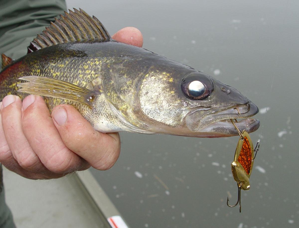 Patterns shift for fall walleyes, Sports
