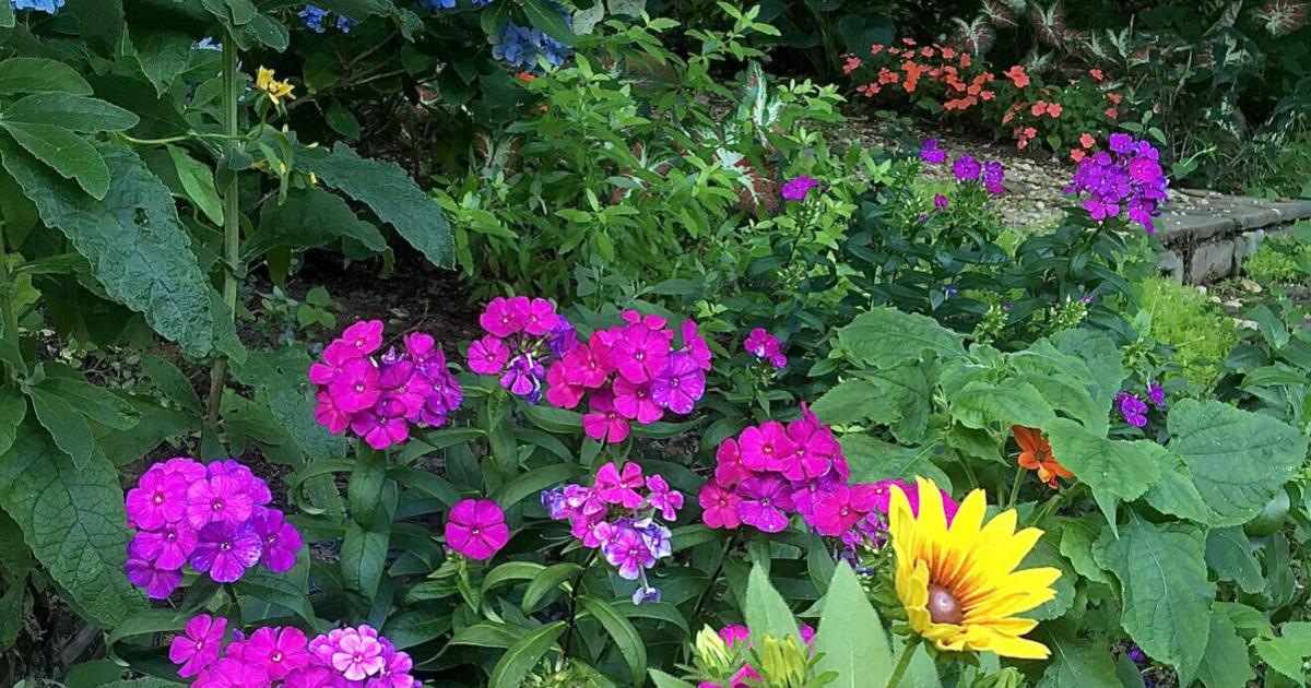 On Gardening: Luminary tall garden phlox brings in bees, birds and butterflies | Leisure On Gardening: Luminary tall garden phlox brings in bees, birds and butterflies | Leisure