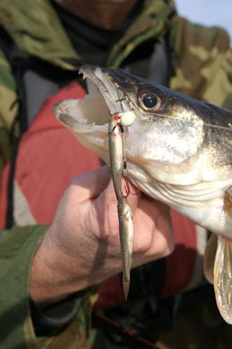 Stinger operation: Larger minnows require special setup