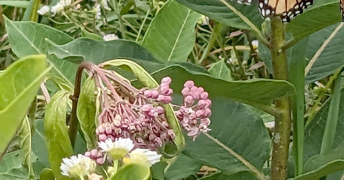 Pollinators Vip NATURALLY: Home gardens can provide habitats for essential pollinators ...