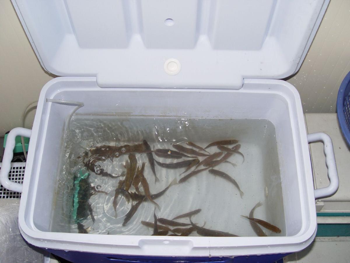 catching minnows in a trap