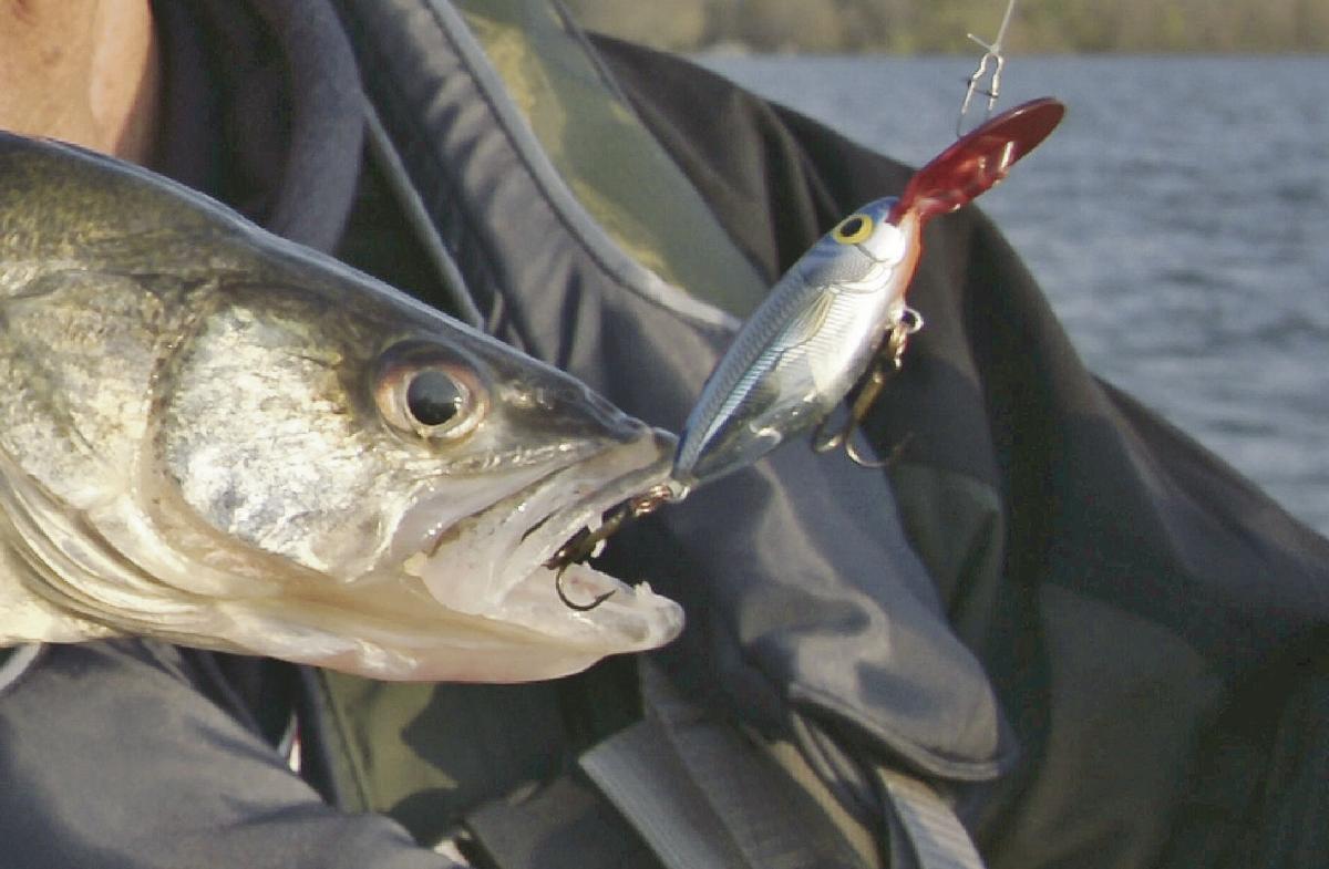 Walleyes will soon be on the move, Sports