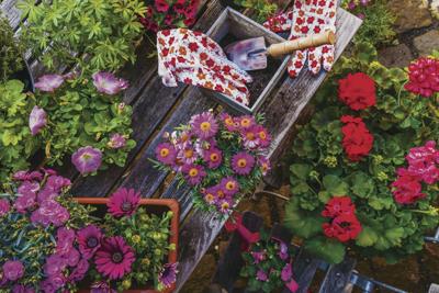 What Is An Annual What Is A Perennial And Why Does It Matter Leisure Indianagazette Com