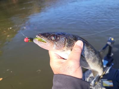 River walleye fishing heats up in winter months