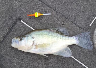 Slip bobber rigs are good option for crappies
