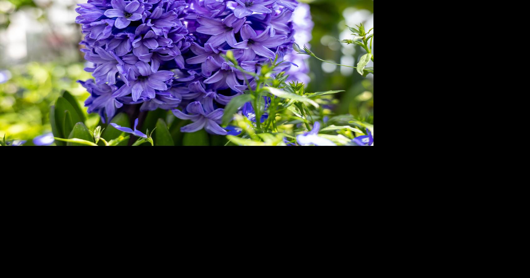 Late Death | Obituaries | indianagazette.com