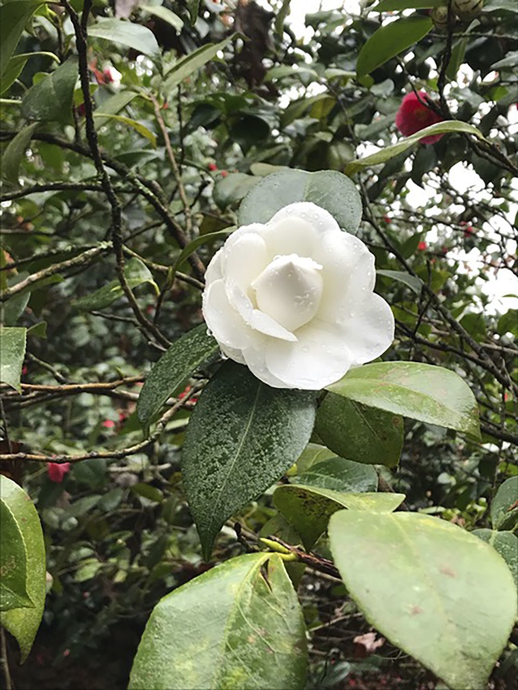 Thanks to plant breeders, camellia moves north Leisure