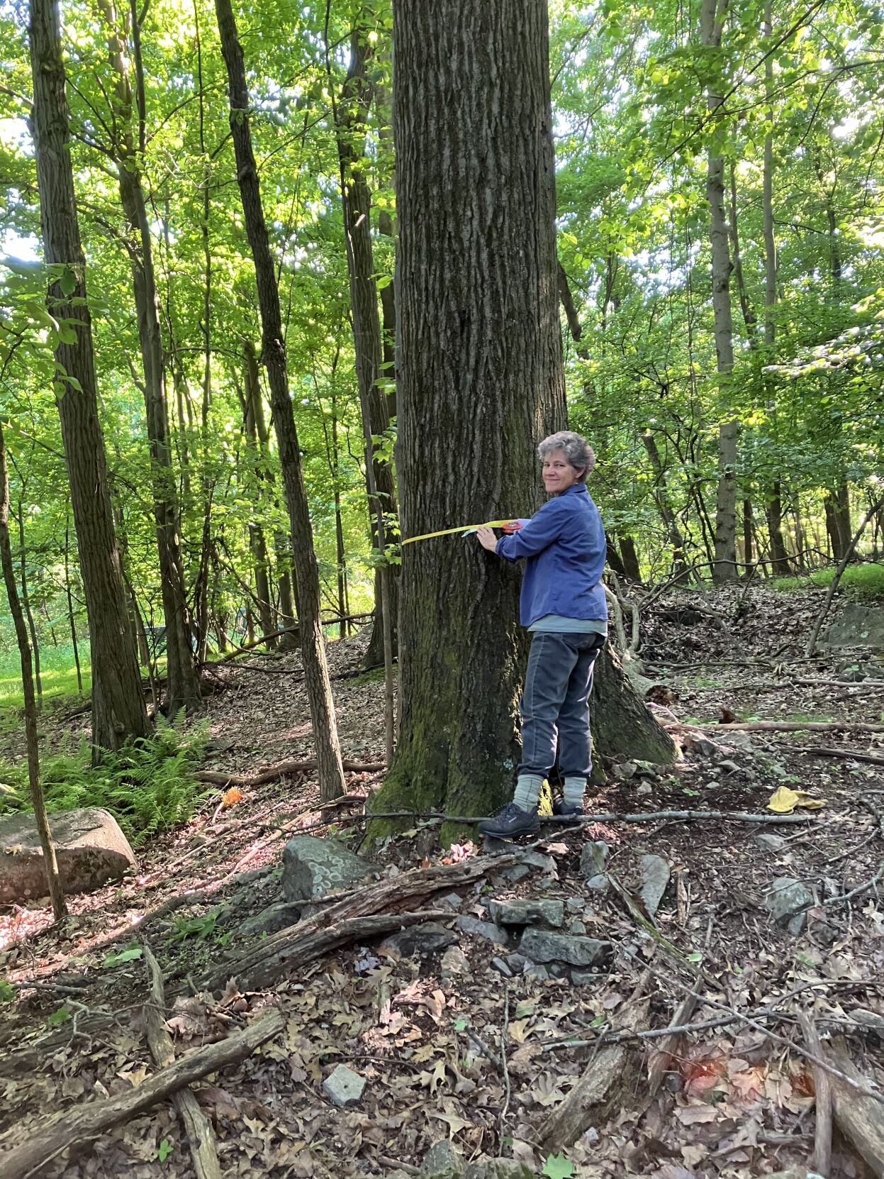 Friends of White’s Woods leads big tree walk | News | indianagazette.com
