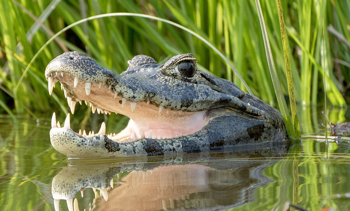 Alligator sighted in Kiskiminetas River News indianagazette