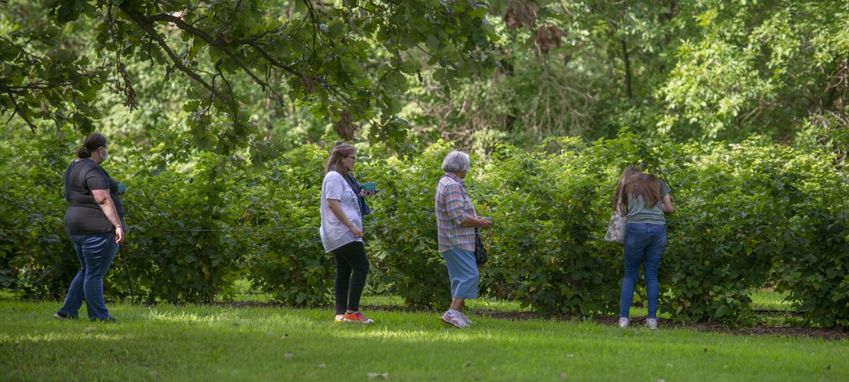 Local berry business offers fresh fruit, handson farm experience
