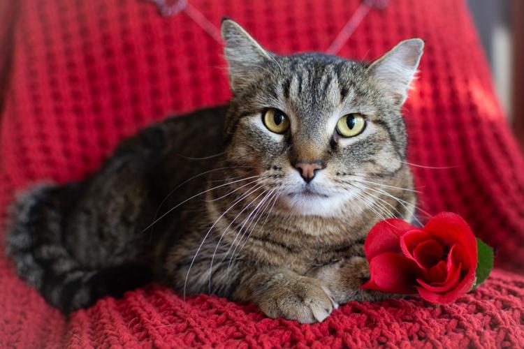 Buddys Flowers Arab Al Home Alqu