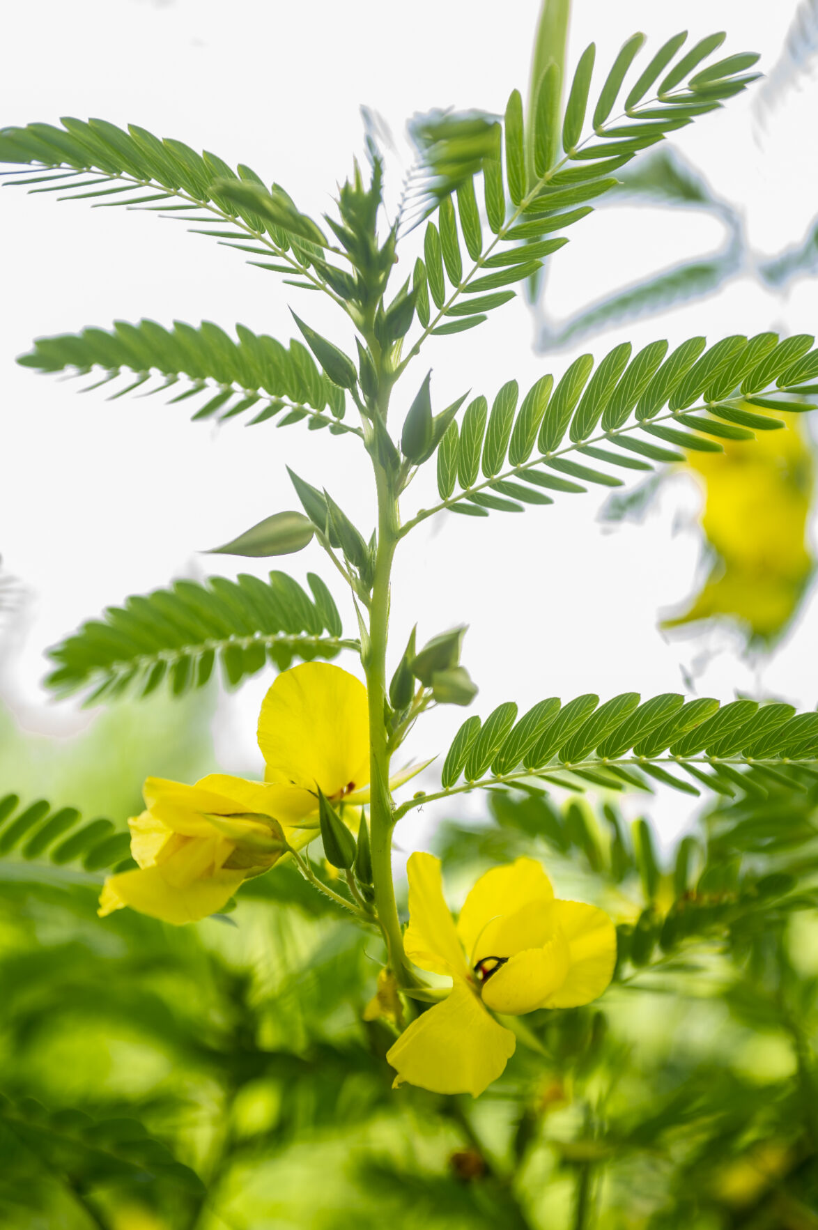 Local berry business offers fresh fruit, handson farm experience