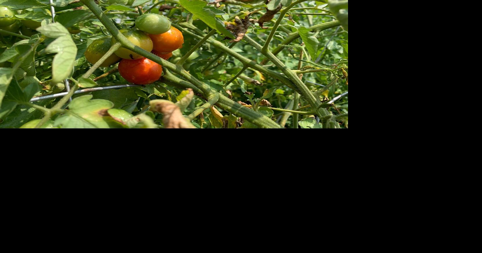 USDA announces second round of ‘climate smart’ funding for farmers