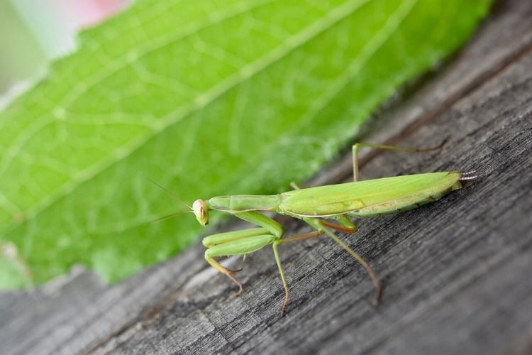 Praying mantis