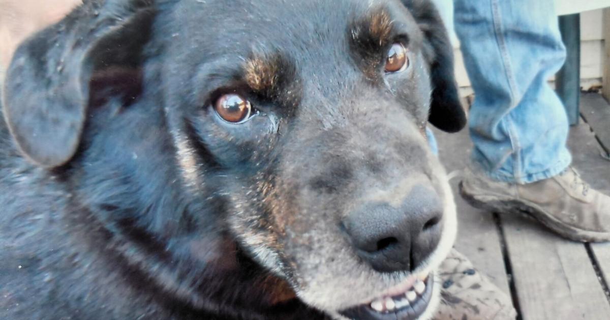 Des Moines Metro Opera seeks a star with four legs for role in 'Of Mice and Men'