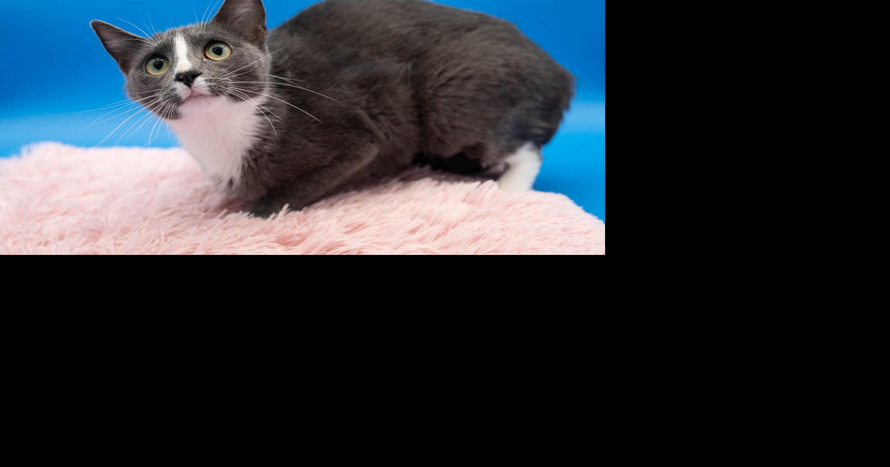 Some news to give you paws: 'Chatty Cathy' and 'Princess Akela'