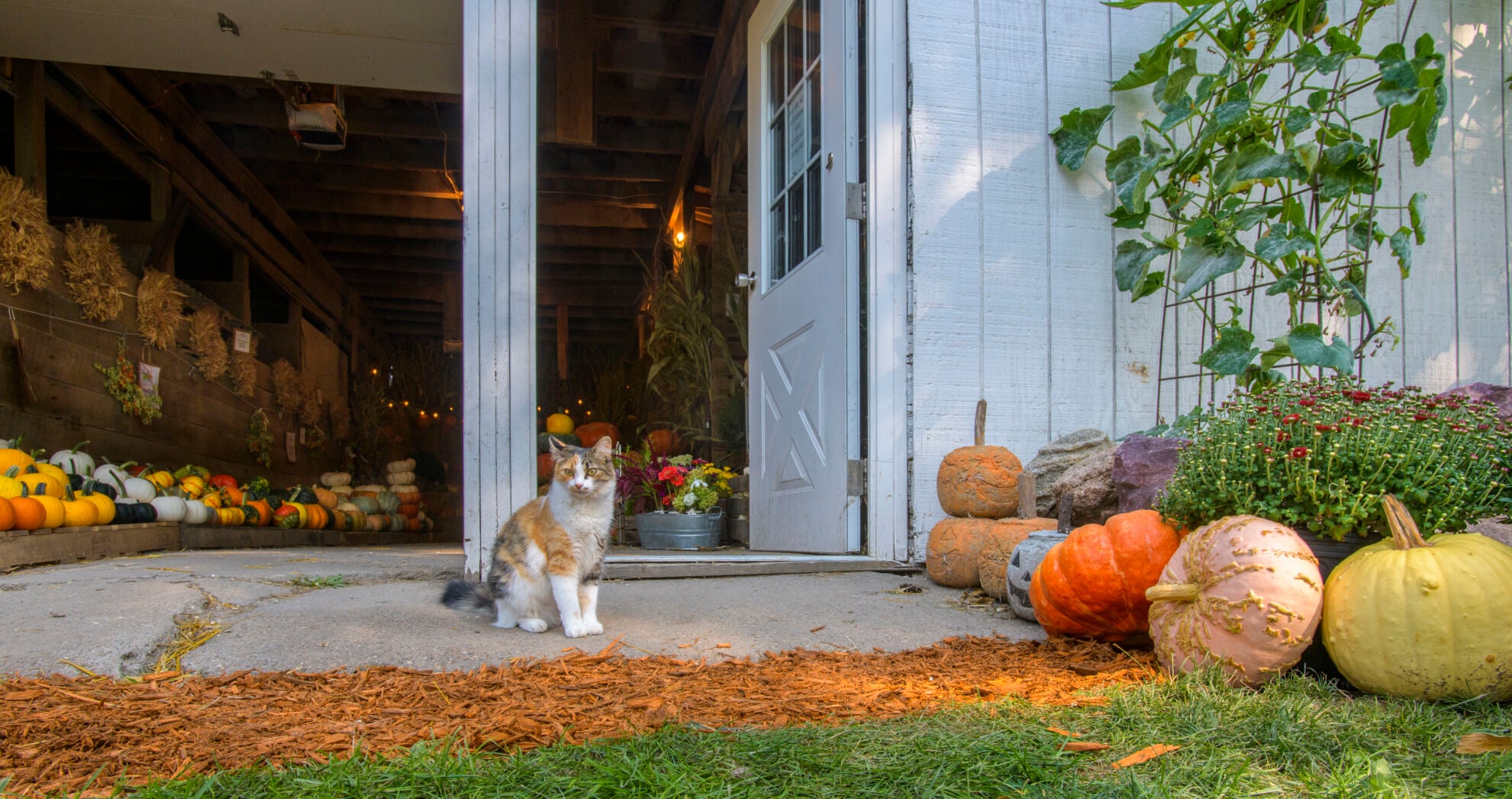 Find your perfect pumpkin (and more) at Cortum Farm & Co. | News