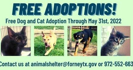 With capacity full and in the red, Forney Animal Shelter offering free dog  and cat adoptions through May 31 | Lifestyle 