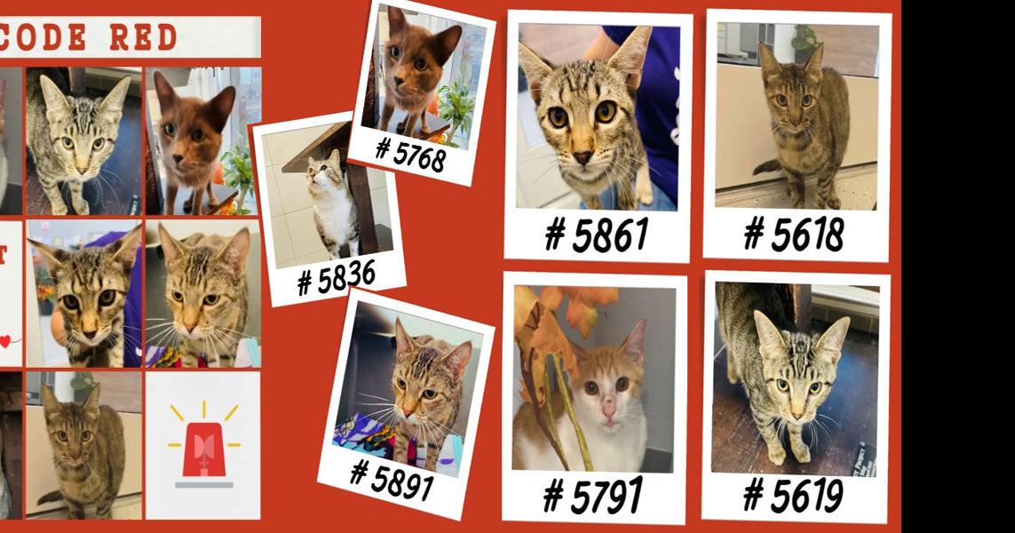 Forney Animal Shelter At Capacity Adopt Today! Local News