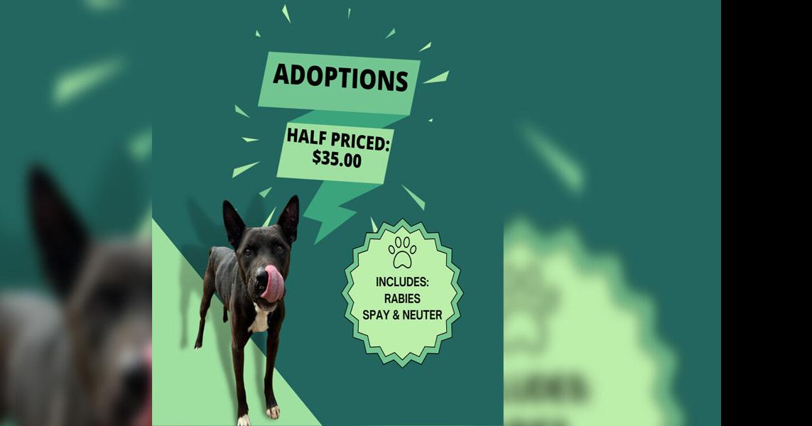Forney Animal Shelter at maximum capacity, offering halfprice