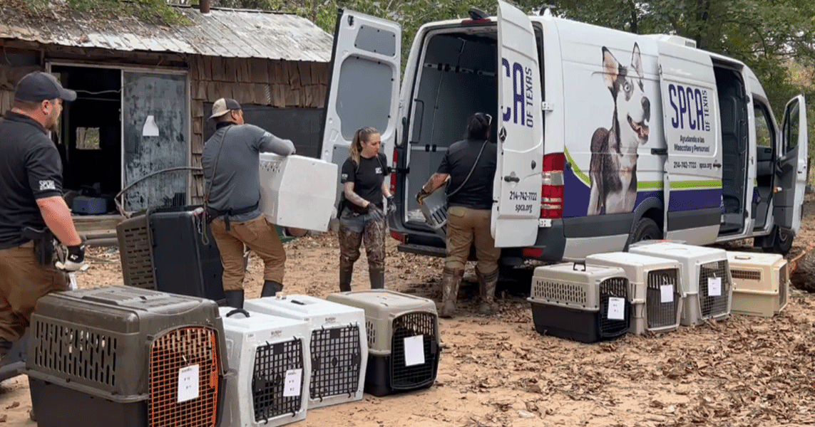 SPCA of Texas removes 18 allegedly abandoned animals from Kaufman ...