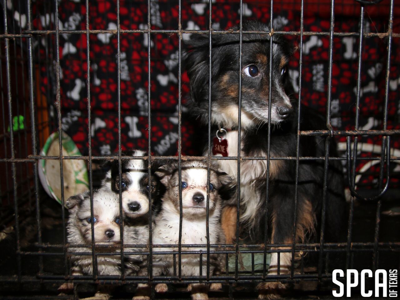 canton animal shelter