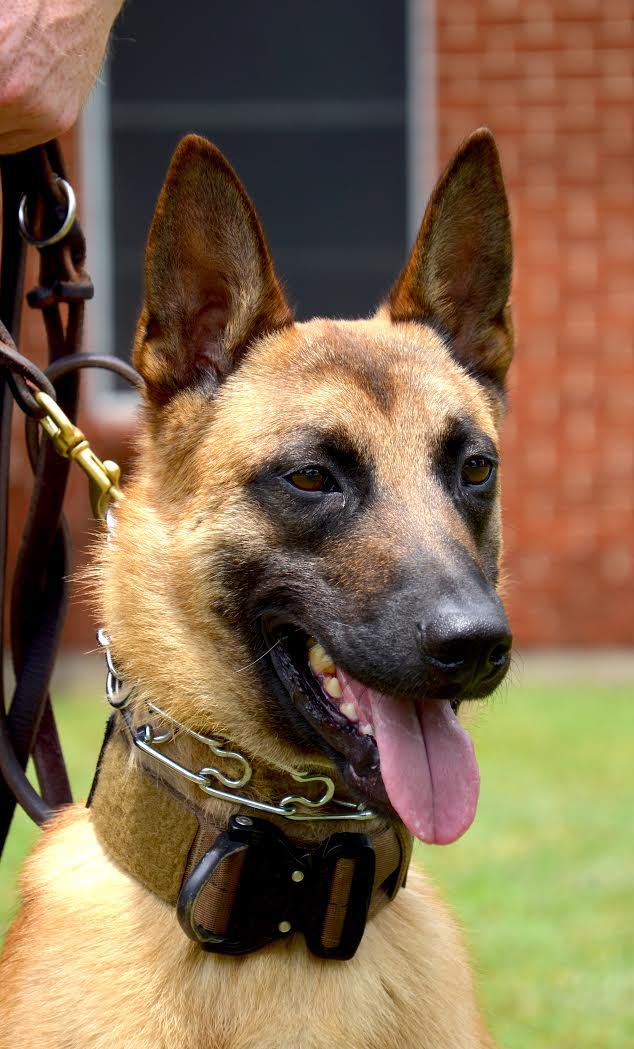 Terrell Police Department K9 Bolt receives donated protective vest ...