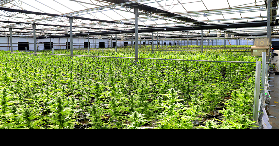 ‘Early mover advantage’: How Minnesota’s new social equity rules for cannabis businesses are playing out so far | Business