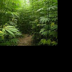 Children Are Paying the Price for Congress's Hemp Loophole