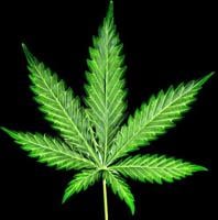 OpEd: “The Paradox of Legalizing Marijuana, Yet Prohibiting Tobacco”