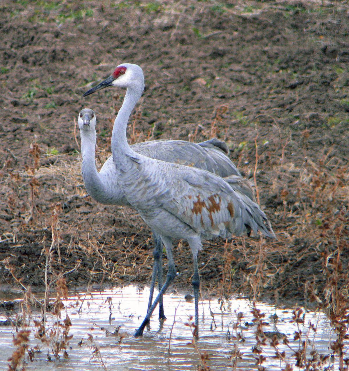 Bird Watching In Minnesota How To Increase Your Wow Moments