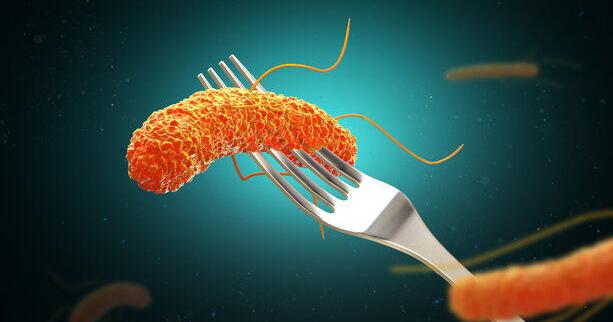 How does Salmonella contaminate everything under the sun?