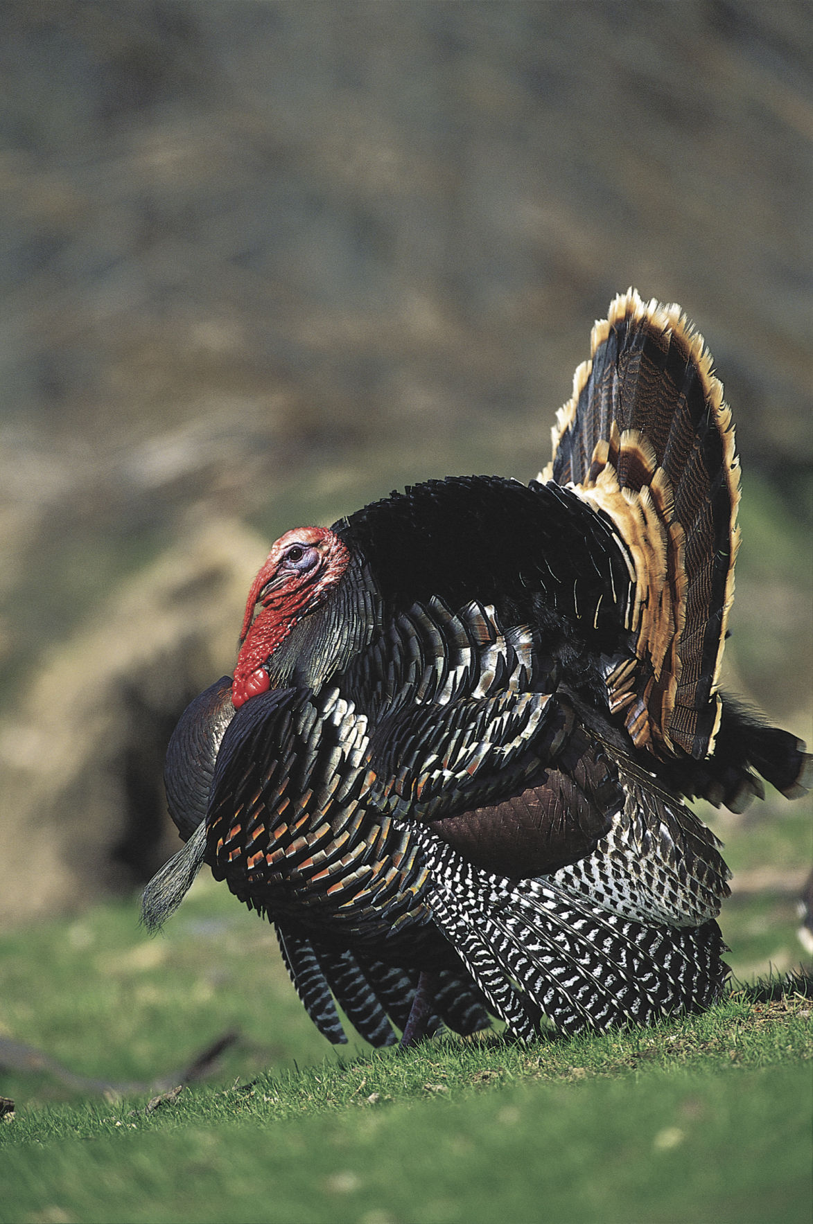 Turkeys In Minnesota The Resurgence of Wild Turkeys in Minnesota: From none to many ...