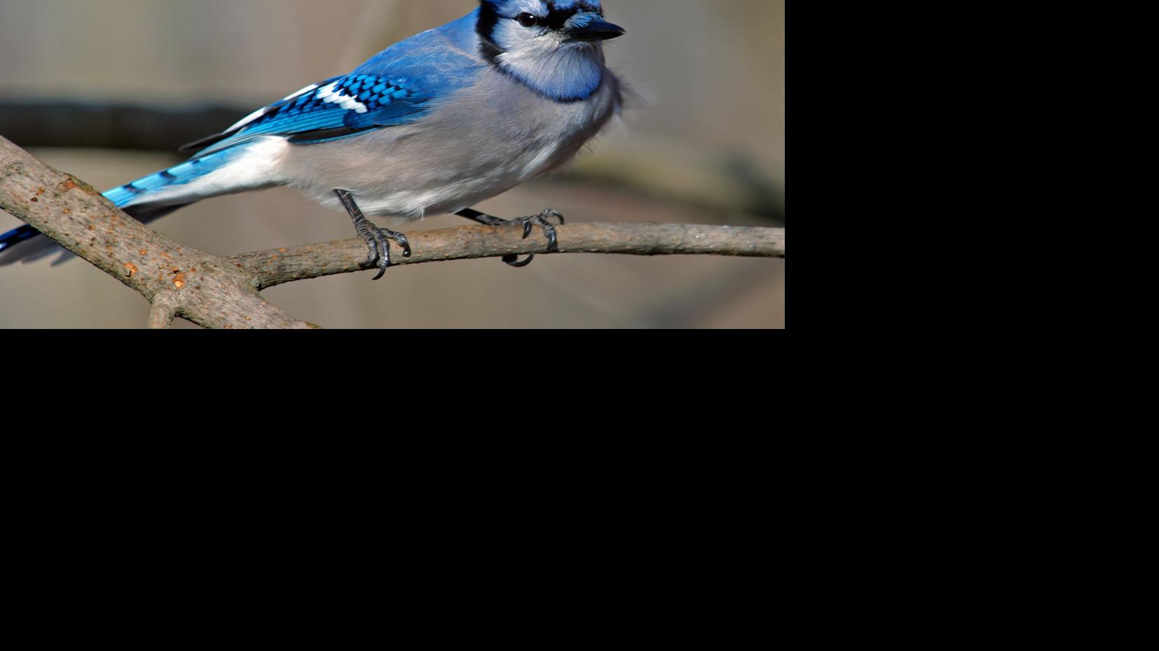Are Blue Jays Good Birds Or Bad Opinion Inwhitleycounty
