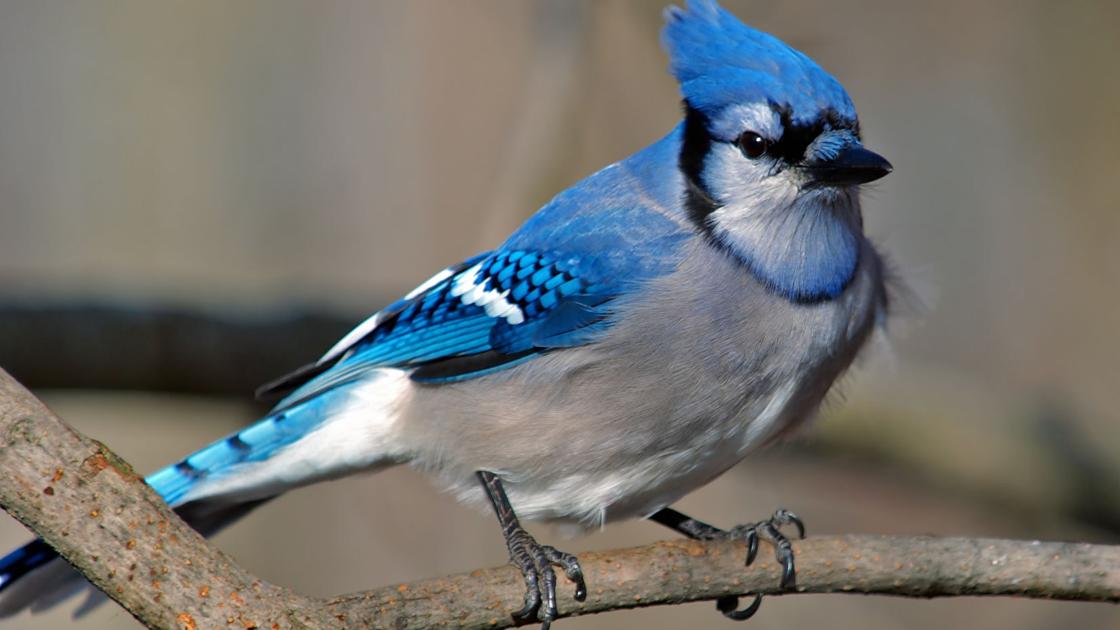 Are Blue Jays Good Birds Or Bad Opinion Inwhitleycounty Are Blue Jays Good Birds Or Bad Opinion Inwhitleycounty