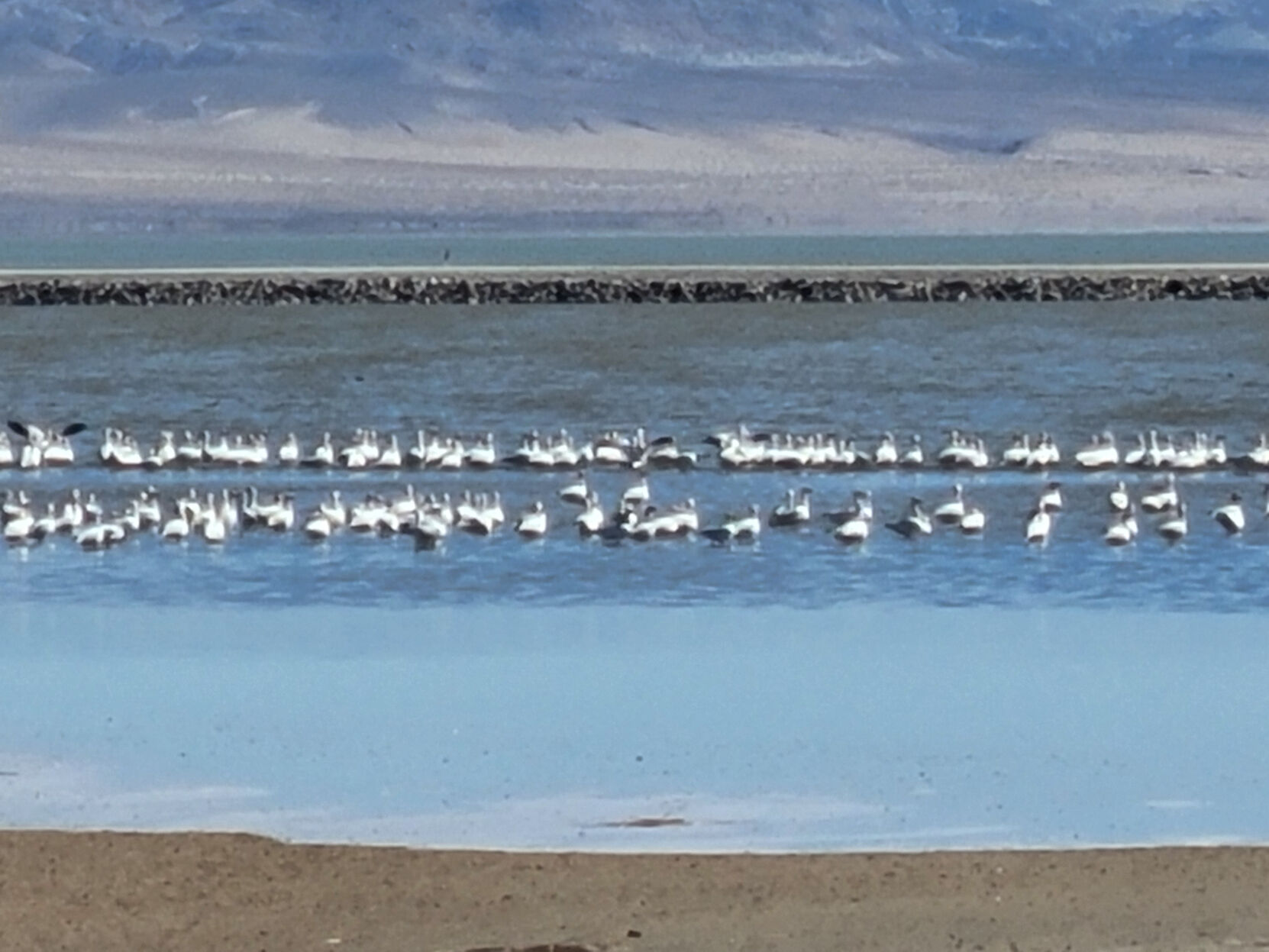 Owens Lake Bird Festival, A Southern Inyo Tradition, Returns | News ...