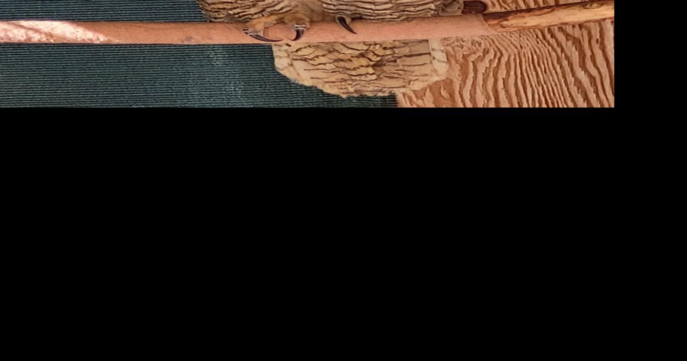 Giving a hoot about regional wildlife