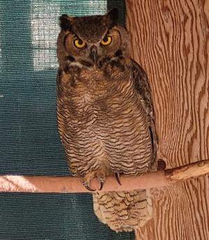 Japan Confirms New Bird Flu Outbreak in Hokkaido Poultry Farm | Quick Digest