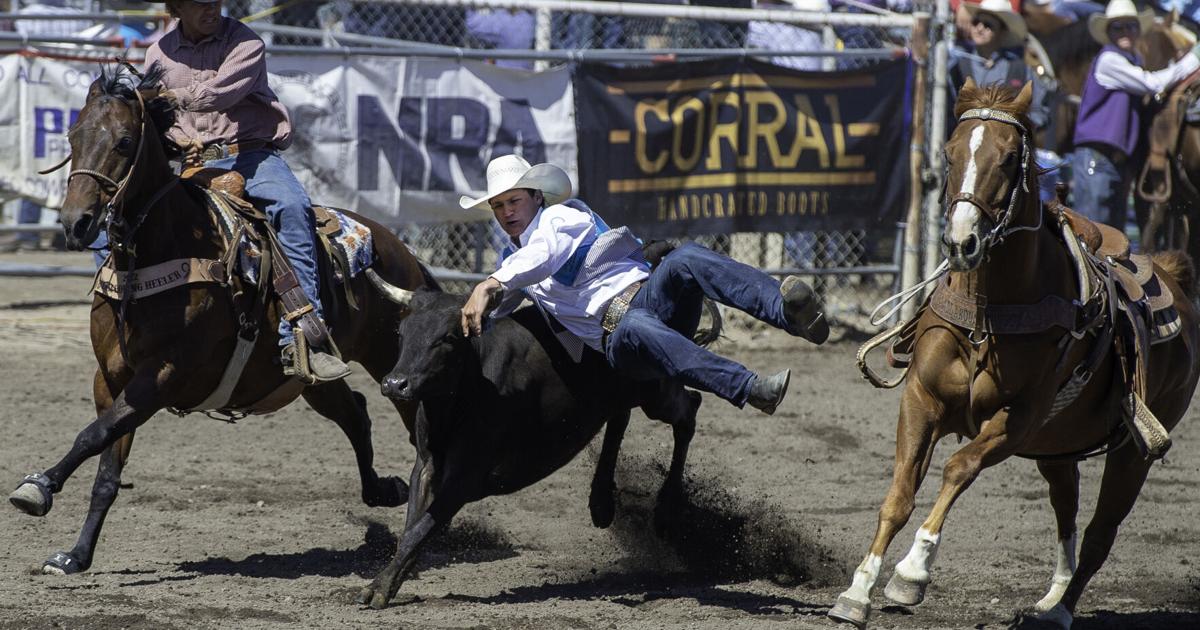 Bad Dog Rodeo Bulldogging at the California High School Rodeo Association state final ...