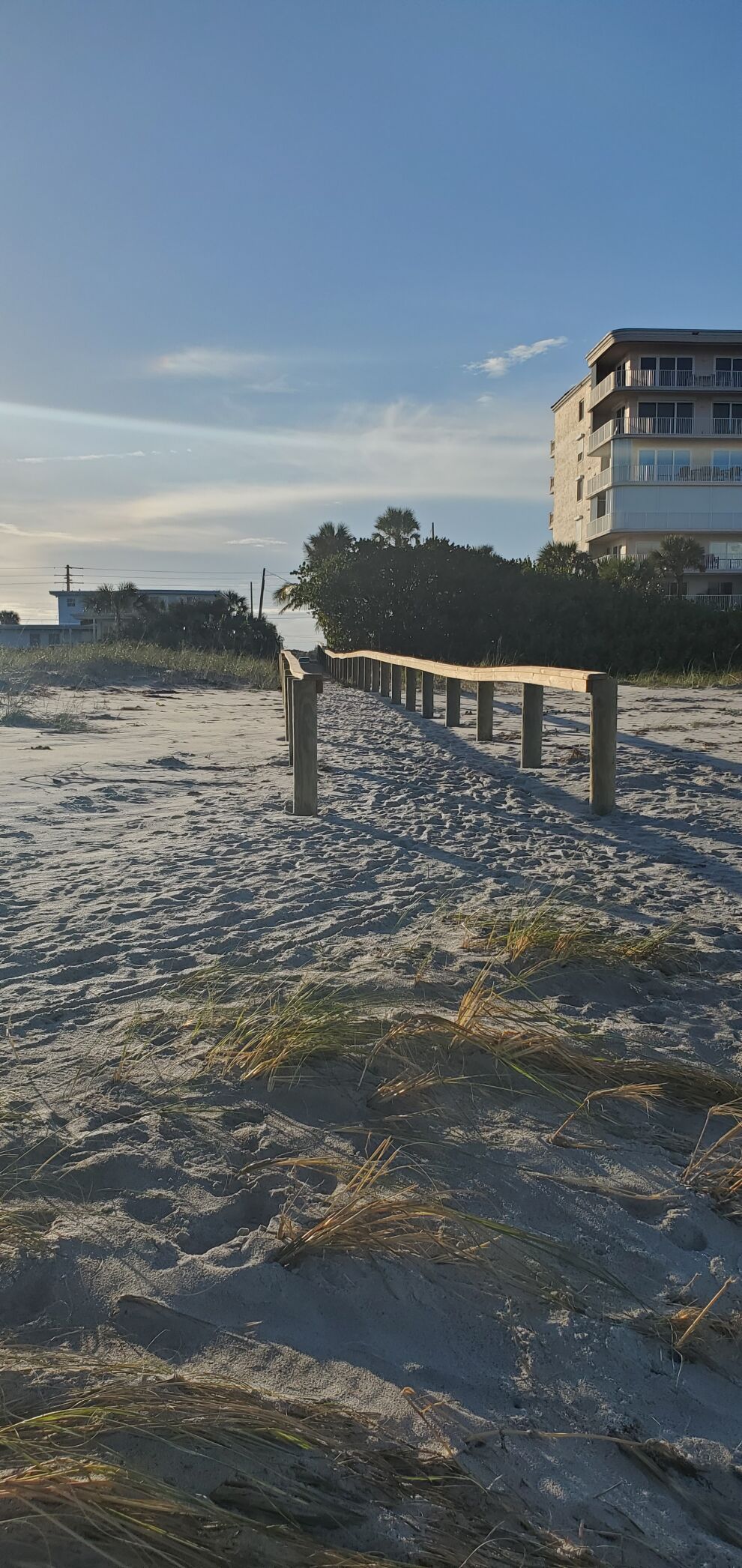 Sea oats are proving to be rigorous defenders of coastal sand