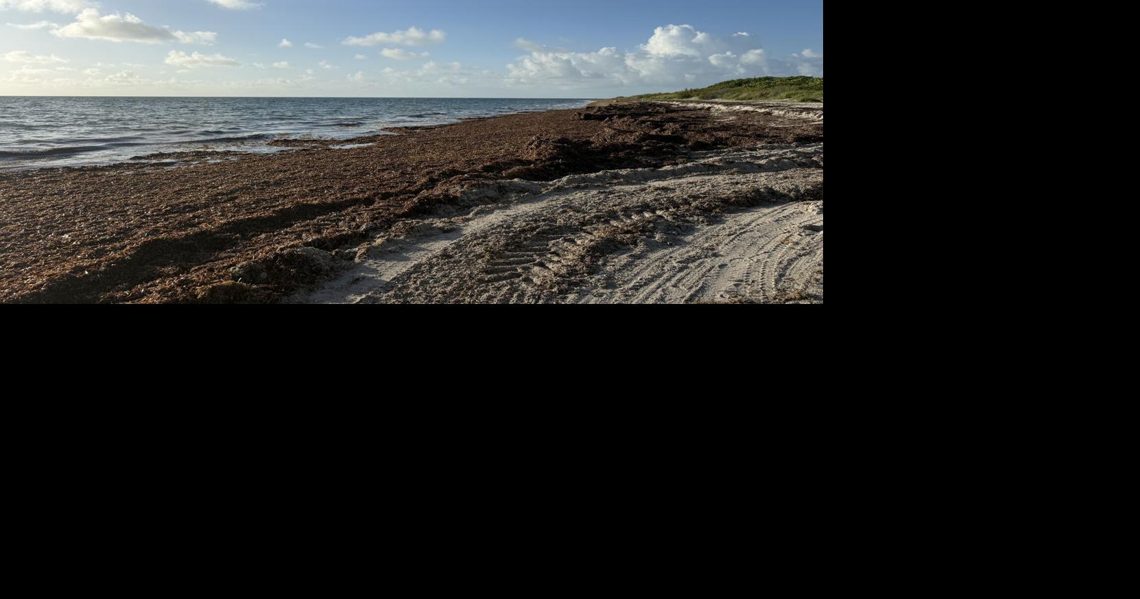 Sargasso weed lines producing big offshore catches